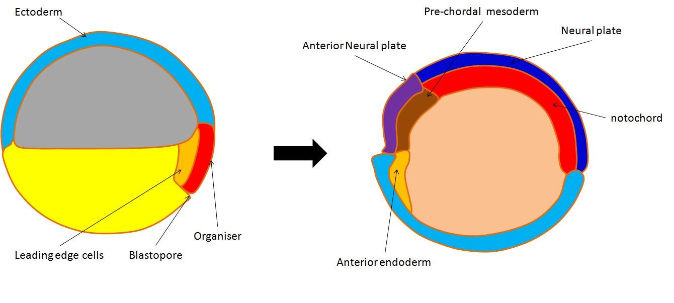 FIG VIII: tissue migration to allow neuraltion to occur.
